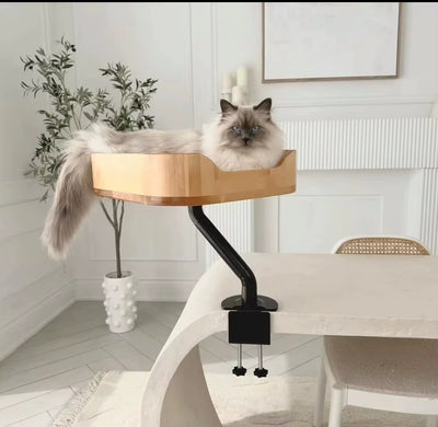 Bed for Cat